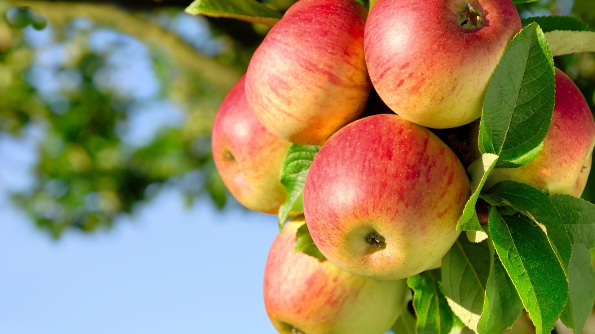 apple orchard wallpaper