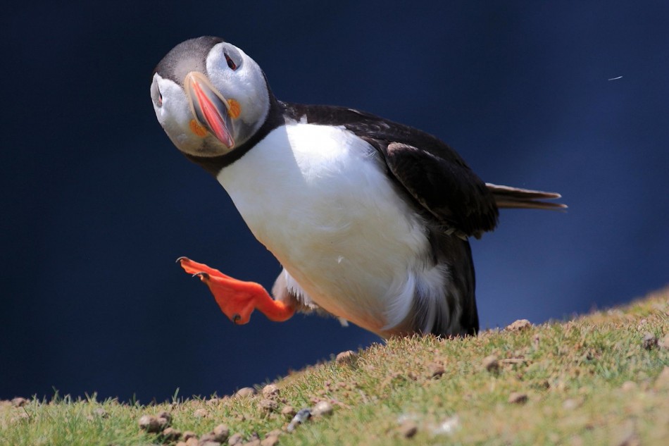 puffin-skomer-island-pembrokeshire-wales-suranjan-mukherjee-950x633