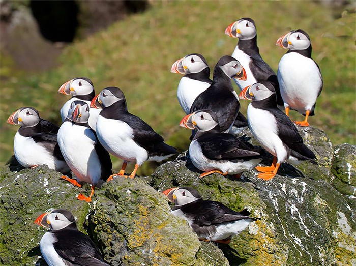 Puffin and Friends Wine Club