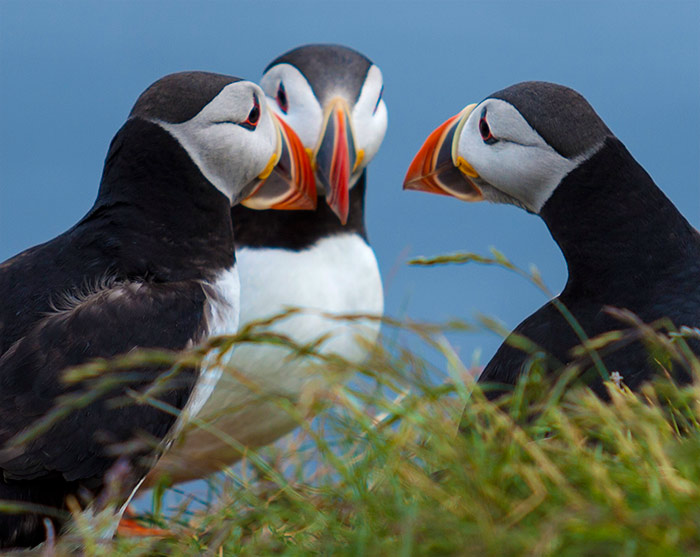 Puffin and Friends Wine Club